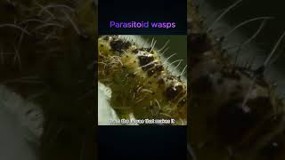 Parasitoid wasps Parasites come out from inside the Caterpillar [upl. by Bivins744]