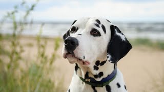 How to Train Your Dalmatian for Search and Rescue Missions [upl. by Noicpesnoc787]