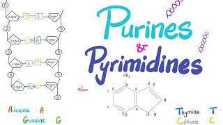 Purines Pyrimidines Nucleotides Nucleosides DNA RNA Denaturation amp Annealing [upl. by Teriann518]