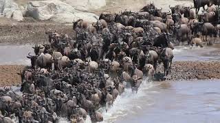 Great Wildebeest Migration in Tanzania [upl. by Anaiuq143]