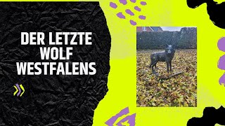 Der letzte Wolf Westfalens [upl. by Atikim285]