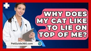 Why Does My Cat Like To Lie On Top Of Me  PetGuide360com [upl. by Goddord]