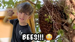 Kid throws ball at beehive  Rehoming swarm of bees [upl. by Sixel82]