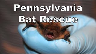 Pennsylvania Bat Rescue [upl. by Cullan]