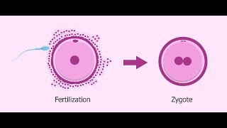 What is Zygote   Essential Science  Terms [upl. by Glass]