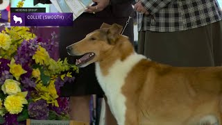 Collies Smooth  Breed Judging 2023 [upl. by Shannon403]