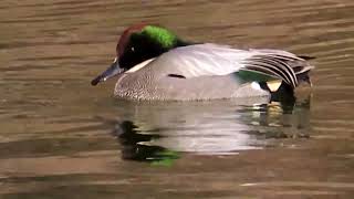 ヨシガモ等々力緑地Falcated Duck4K [upl. by Eet]