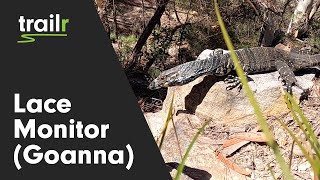 Lace Monitor Goanna in KuRingGai Chase National Park Australia [upl. by Evania74]