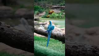 macaw parrot price in India 🦜🦜🦜brk birds nanded ❤️❤️❤️ blueandgoldmacaw [upl. by Dene972]