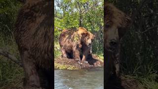 That’s a BIG bear 👀 bear kodiak wildlife grizzlybear salmon fishing outdoorsurvival grizzly [upl. by Eanahc]