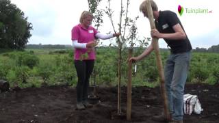 Handige tips en info voor het planten van een fruitboom [upl. by Alaster]