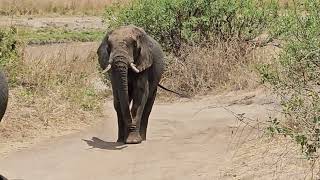 My trip to Tarangire National Park with Dad and his friends What a safari for me [upl. by Atlas]