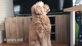 Labradoodle growing up  2 months to 6 years old [upl. by Neetsuj]