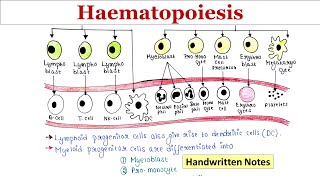 Haematopoiesis  Handwritten notes [upl. by Naujat155]