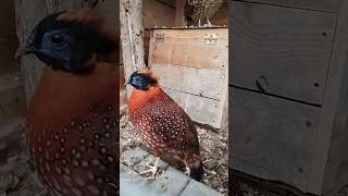 Bażant tragopan tyminek samiec samica birds aviarylife animals aviary cute pheasant tragopan [upl. by Erdnua]