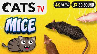 Game for cat  Catching mouse 🐭😻 CATS TV 📺 3 HOURS [upl. by Wagoner]