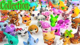 LPS Collection Tour Haul Series Videos Littlest Pet Shop Mommies School Sharks Cookieswirlc Part 1 [upl. by Renick383]