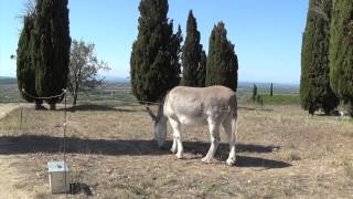 Oppidum dEnsérune in France  preRoman Gaul village [upl. by Rezeile]