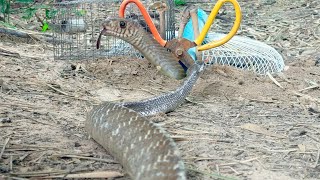 Build quick traps for colored snakes using rubber bands and juice cans [upl. by Leahcam]