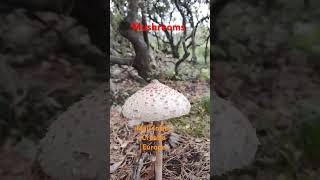 Mushrooms in Mali losinj island Croatia 🇭🇷🇪🇺 [upl. by Mehsah]