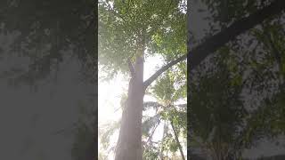 32 years old AGARWOOD tree located south India Kerala [upl. by Belanger]