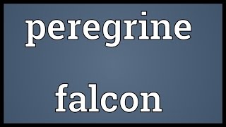 Peregrine falcon Meaning [upl. by Remmus384]