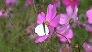 PIÉRIDE du ChouFemelle et MâlePieris brassicae  BRUITX [upl. by Cerelly158]