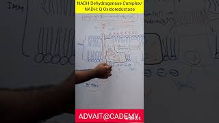 NADH Dehydrogenase Complex [upl. by Biancha]