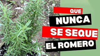 Romero siempre verde 🌱Consejos para evitar que se te seque [upl. by Eissak]