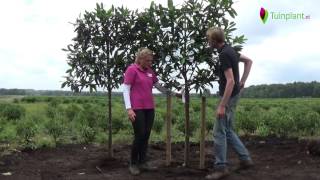 Handige tips en info over het planten van leibomen [upl. by Gowrie356]