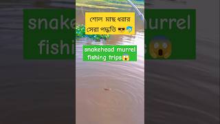 Snakehead murrel fish hunting trips shorts fishing foryou [upl. by Noerb]