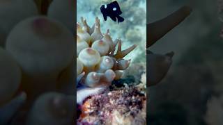 Bubble tip anemone [upl. by Analrahc]