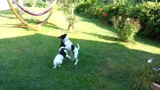 FOX TERRIER POILS LISSES quotISHOTquot CAVALCADE AVEC MA SOEUR [upl. by Llednahs]