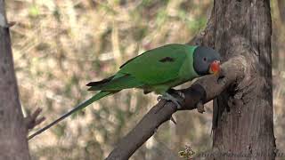 Slaty headed Parakeet Psittacula himalayana [upl. by Yknarf]