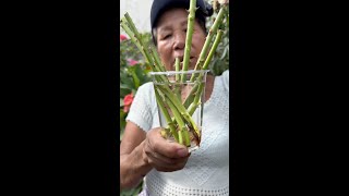 COMO ENRAIZAR ROSAS EN CASA  enraizantes caseros de rosas  COMO USAR ENRAIZANTES EN LAS ROSAS [upl. by Naffets]