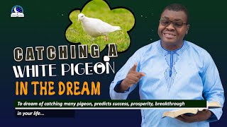 Catching A White Pigeon Dream  Spiritual Meaning and Divine Guidance [upl. by Enyad]