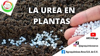 ¿PARA QUE SIRVE LA UREA EN MI CULTIVO [upl. by Juback]