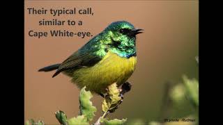 Collared Sunbird call [upl. by Boucher]