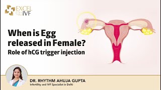 Egg release अण्डा कब निकलता है  Role of hCG trigger injection  Dr Rhythm Gupta  IVF Specialist [upl. by Omocaig168]