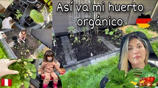 ¡Construí un jardín SÚPER ORGÁNICO en mi casa [upl. by Nirrok]