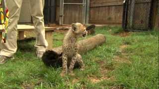 Savanna Cheetah Cub and Puppy Max Play  Cincinnati Zoo [upl. by Adara]