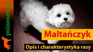 Maltańczyk  charakterystyka historia i opis rasy [upl. by Babs]