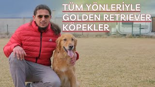 Tüm Yönleriyle Golden Retriever Köpekler [upl. by Elletsyrc893]