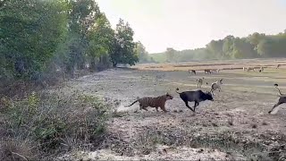 Big Male Tiger hunting a Bull [upl. by Erialcyram265]