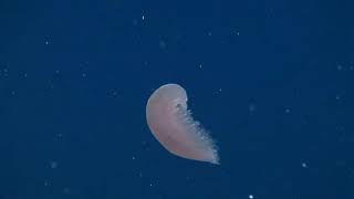 Cnidarians Life on the move and symbiotic relationships [upl. by Thane]