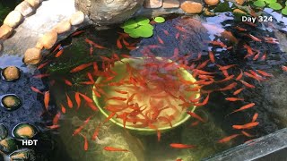 Aquarium Swordtail fish after 12 months 😍 hồ cá Hồng kiếm sau 12 tháng [upl. by Fesoy572]