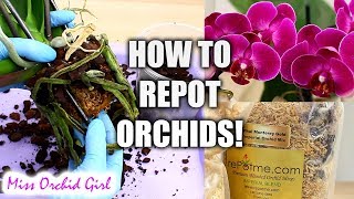 Orchid Care for Beginners  How to repot Phalaenopsis Orchids [upl. by Harlen]