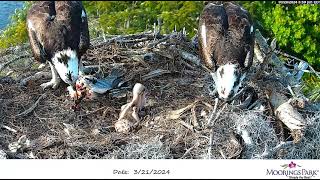 Скопы и их птенцыMoorings Park Osprey [upl. by Sgninnej853]