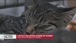 How Florida volunteers whiskered away cats from Hurricane Miltons projected path [upl. by Basile902]