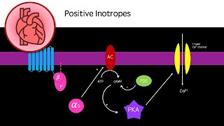 Positive Inotropes for Heart Failure [upl. by Atekram117]